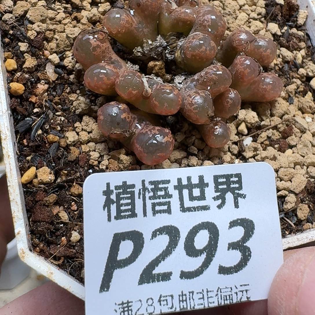 多肉植物的润泽ghnn