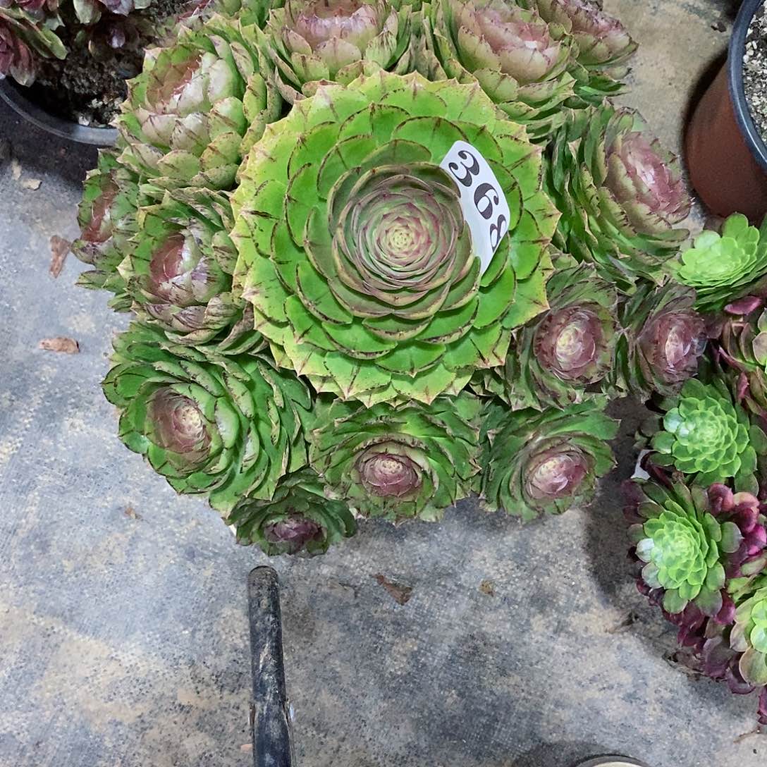 万拉丝368多肉法师植物