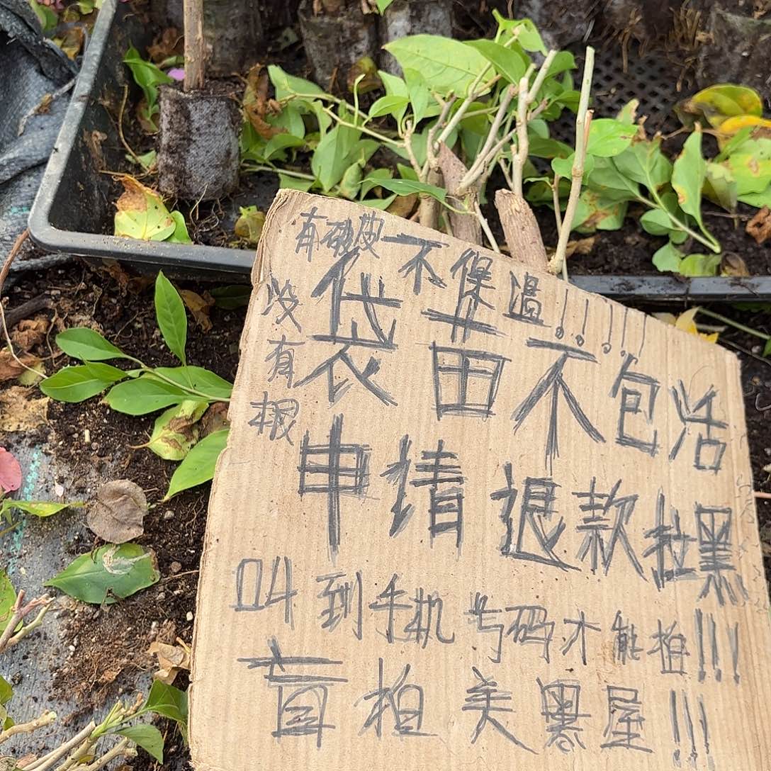 J***k当前无花栽培后可以开花袋苗盲盒三颗不包活10