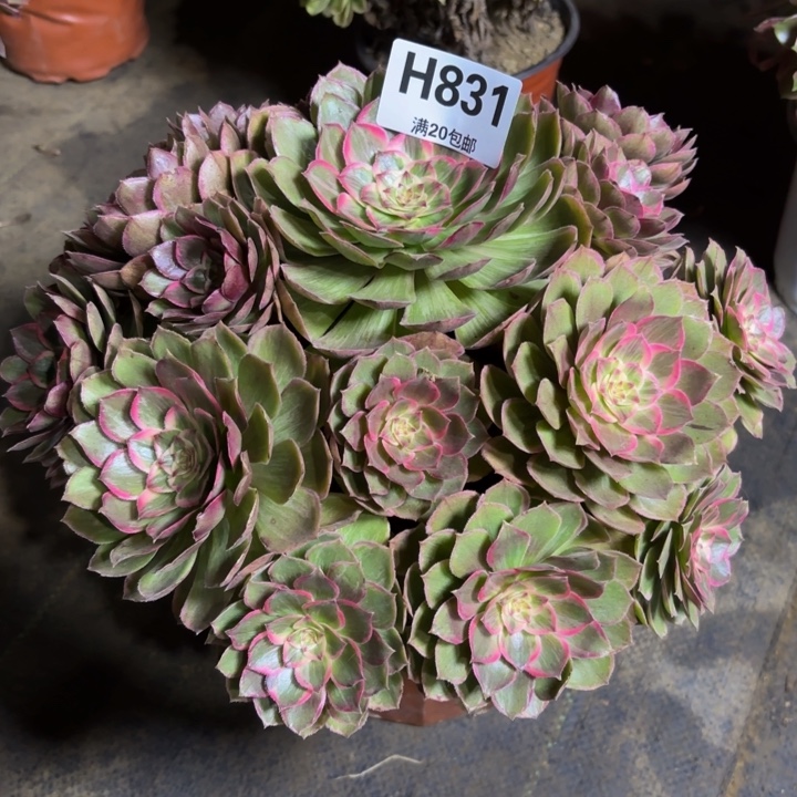 瑞妈，，。。。831。莲花座，