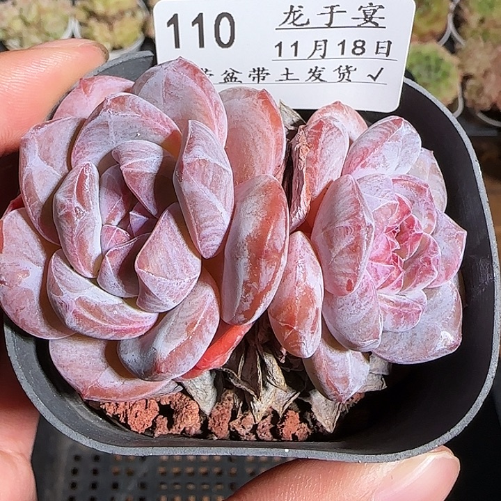 1118-------110石榴籽星影