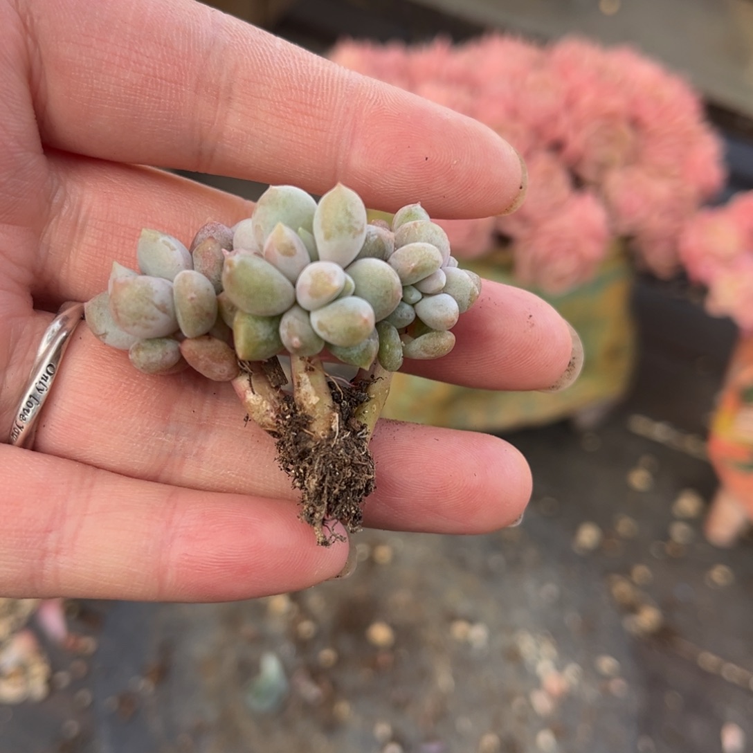 哥特自然群精品多肉