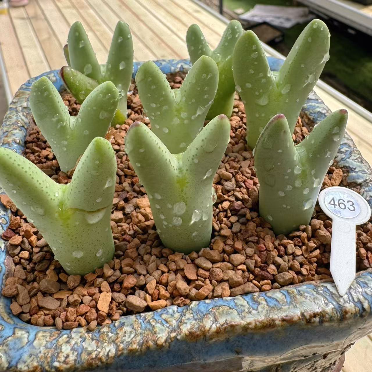 463多肉植物肉锥大皮卡丘一颗