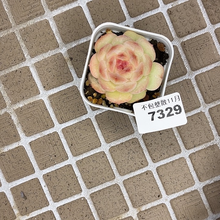 阿雅园艺。           7329