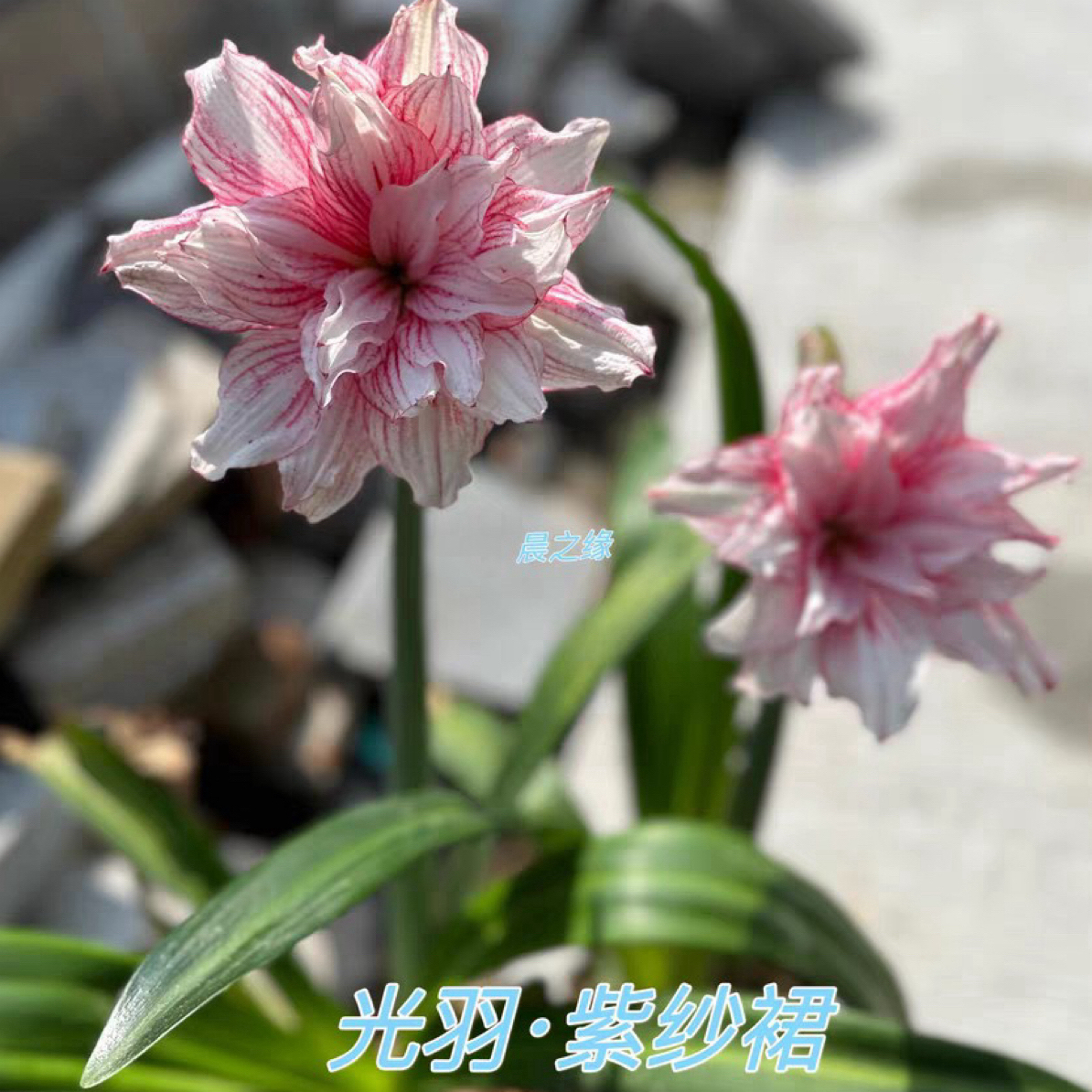 朱顶红 光羽紫砂裙 包对版