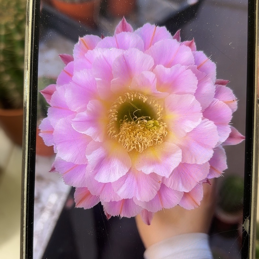 彩草青青紫霞仙子7公分左右