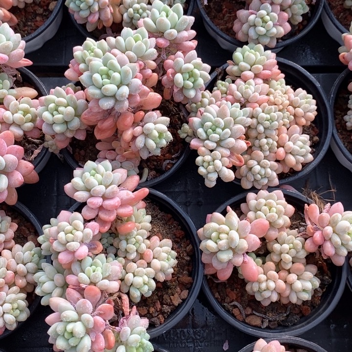 44泡泡酱群生 福利