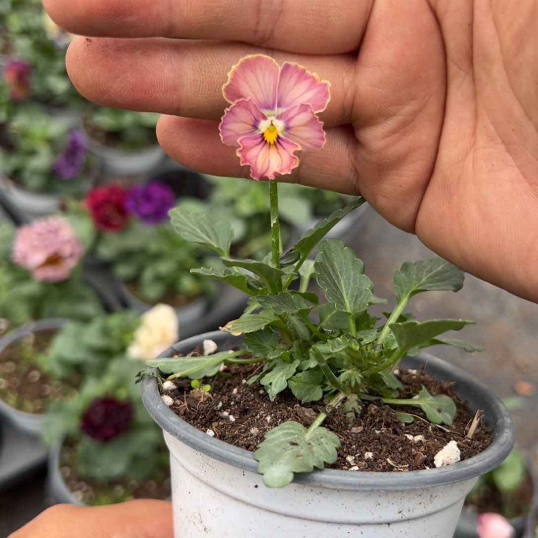 【闪购商品】完全开放119号