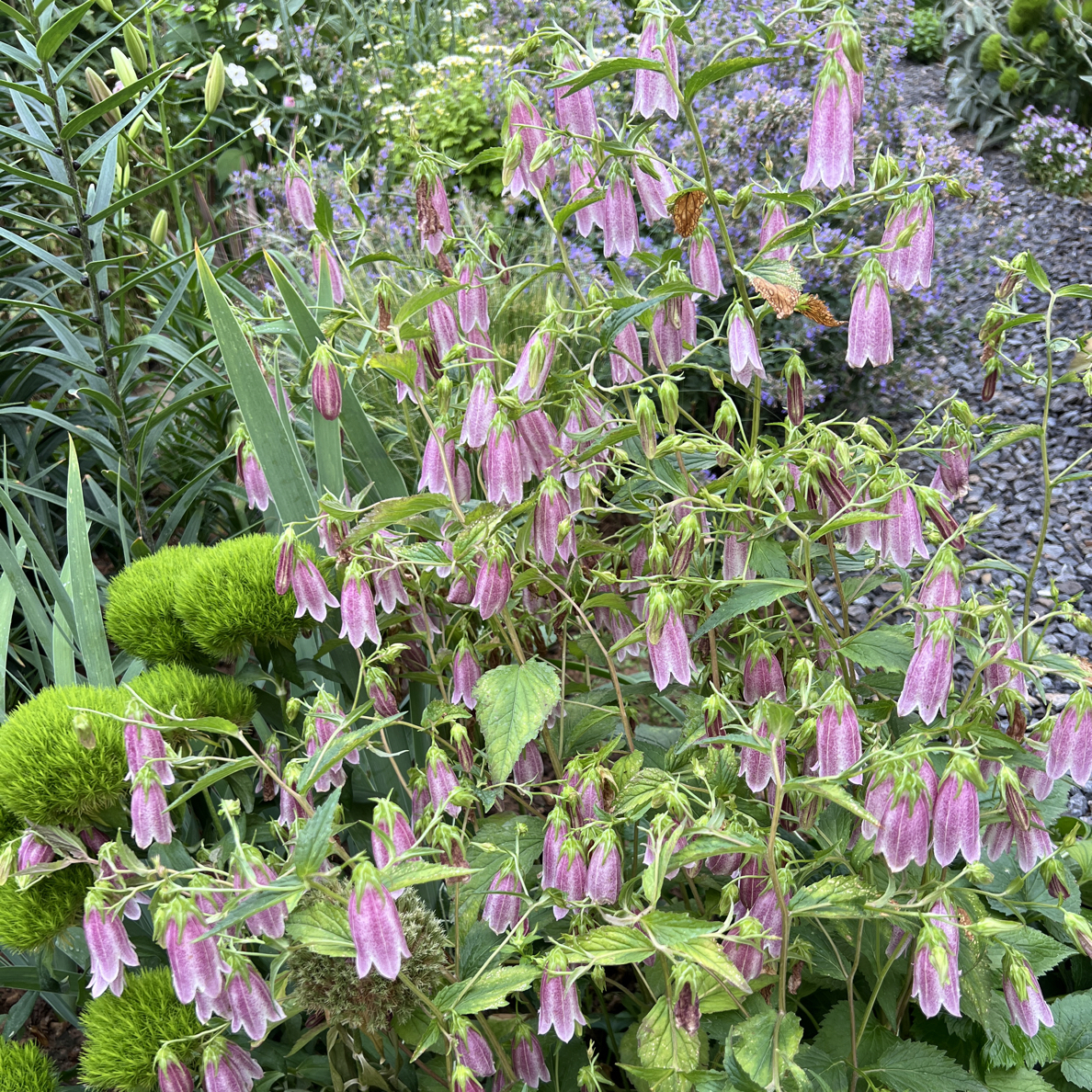 紫斑风铃草卢布 耐热 耐寒零下20度宿根 花期高35厘米满40包邮