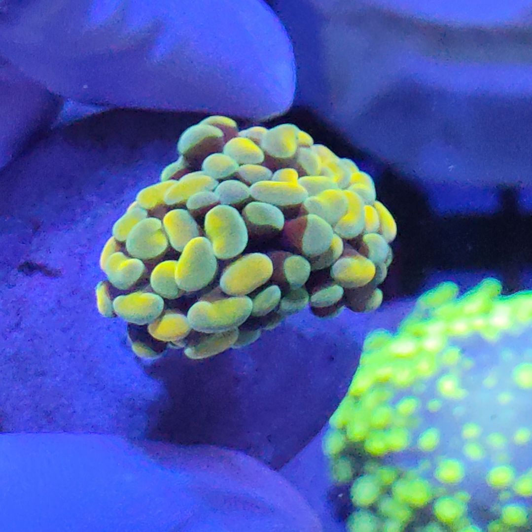 珊瑚不支持退货不到付不包邮接受下单