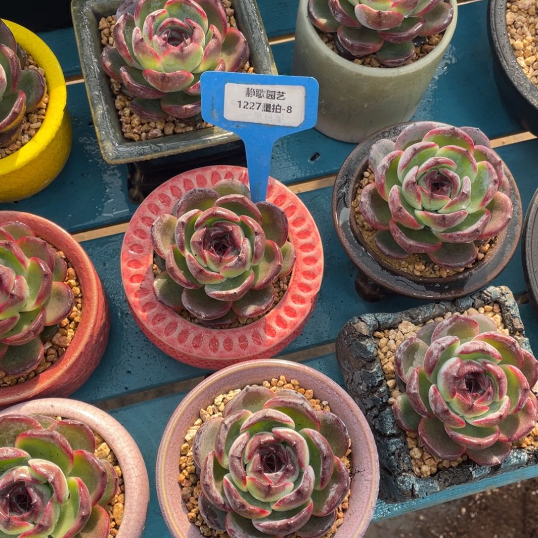 1227-8-糖心黑橙单头福利一颗量拍