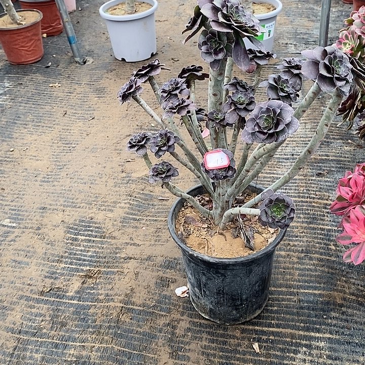 15，黑原液多肉法师多肉法师