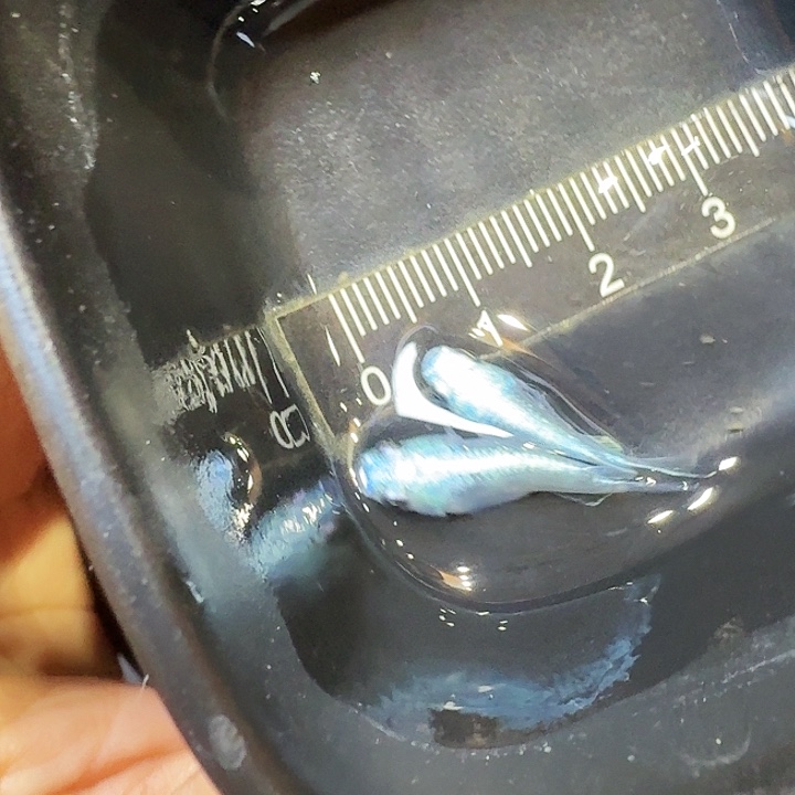 青鳉鱼1号拍品银短球