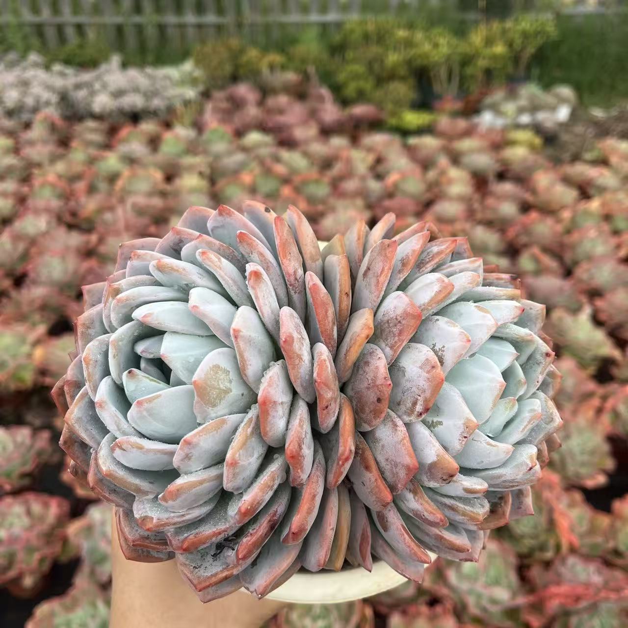 精品双头橙梦露多肉植物多肉花盆栽