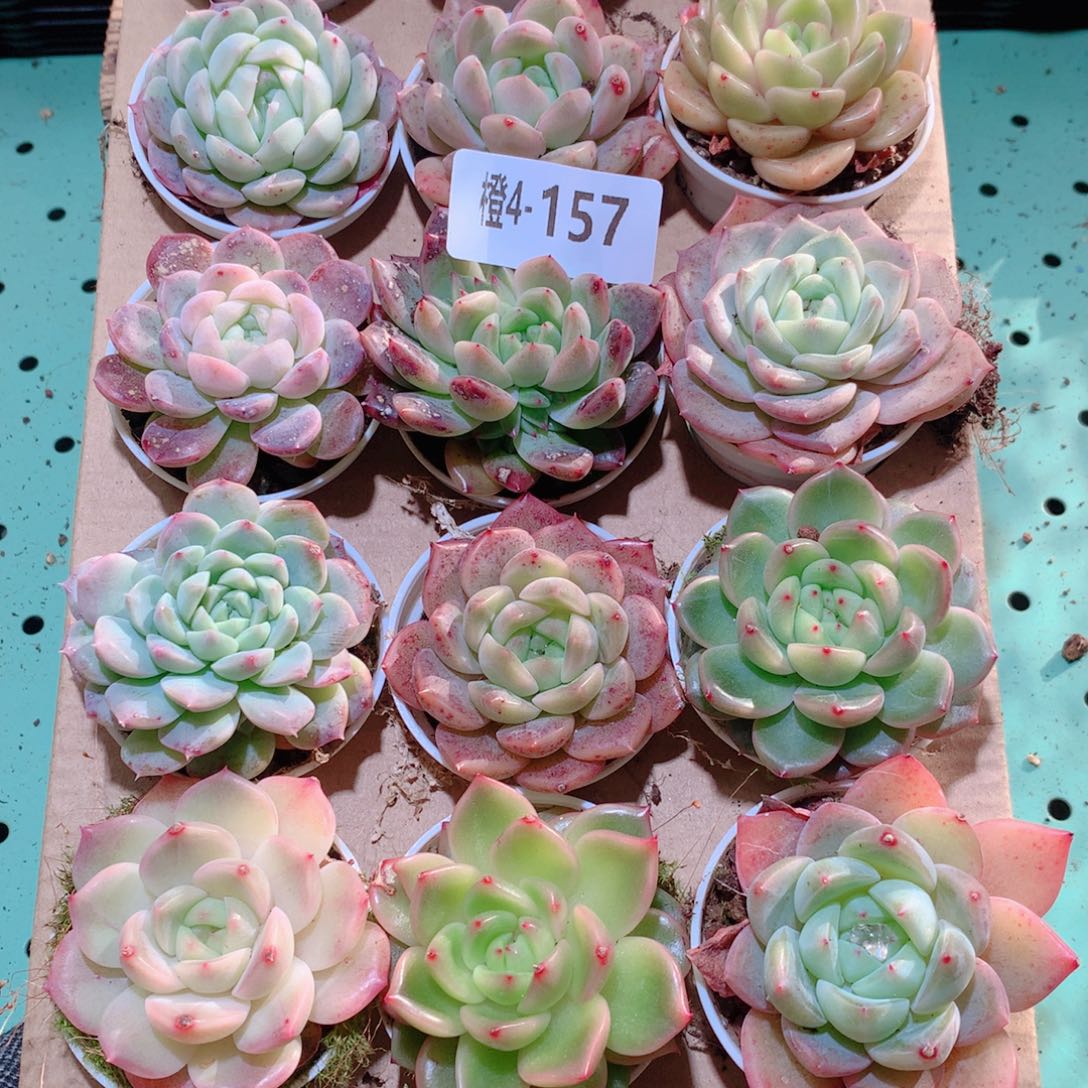4-157一物一拍多肉带盆18颗