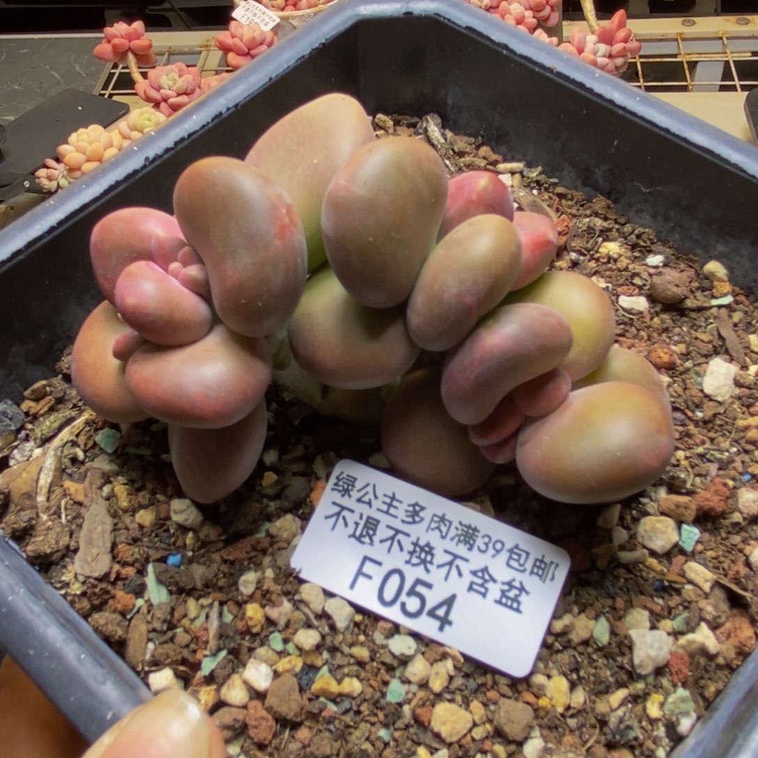 054芒果奶kk奶多肉7cm