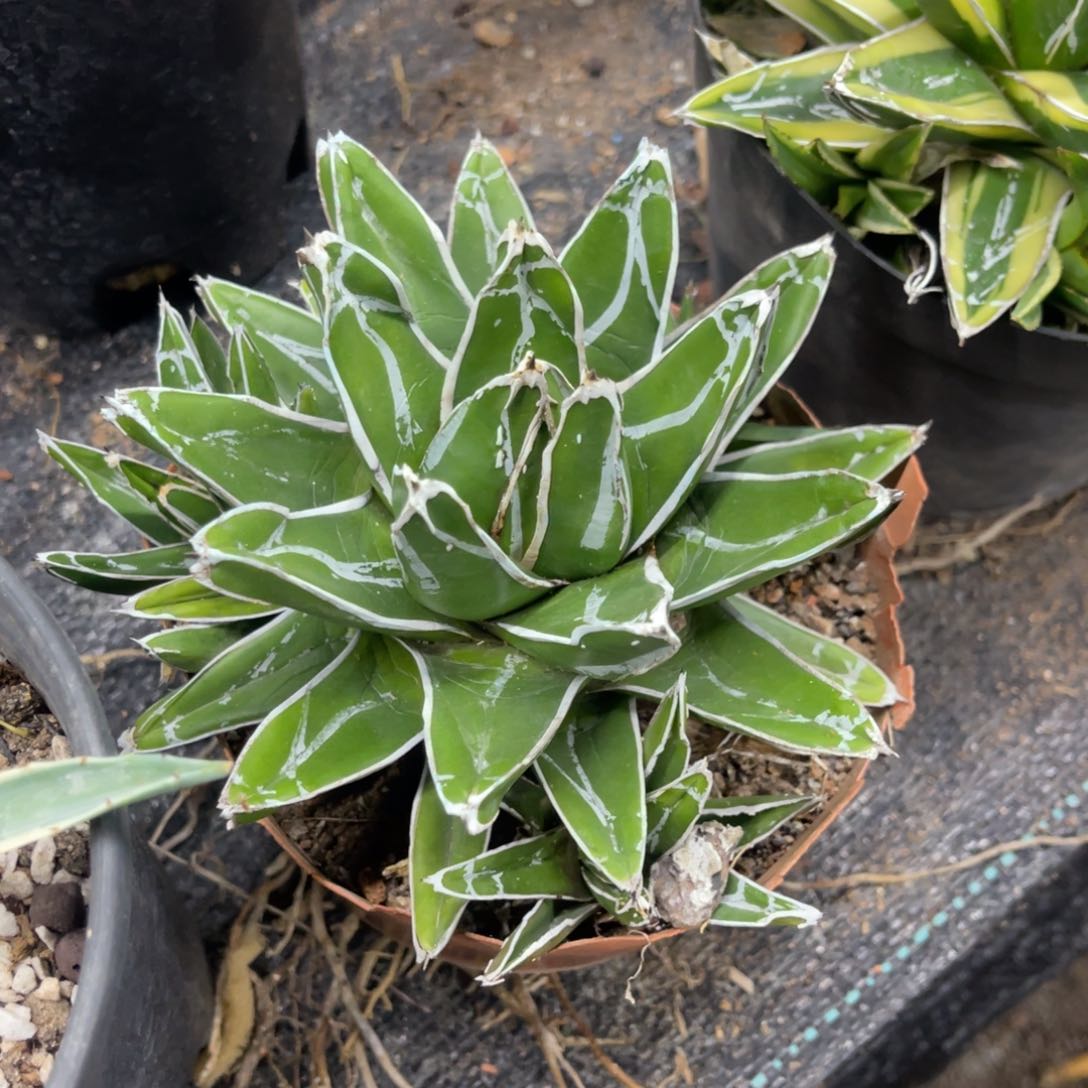 丸叶世之雪龙舌兰