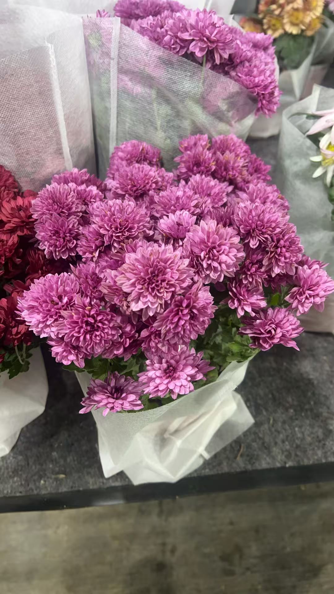 球菊带花苞发货菊盆栽菊花苗室内外阳台好养耐寒四季花卉