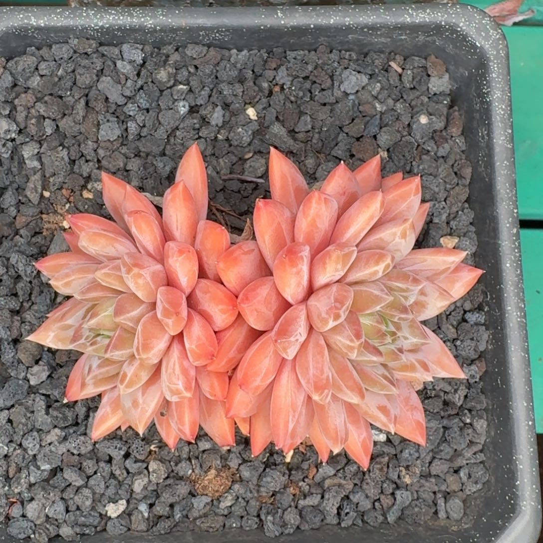 啊啊啊啊啊啊啊，啊啊啊啊