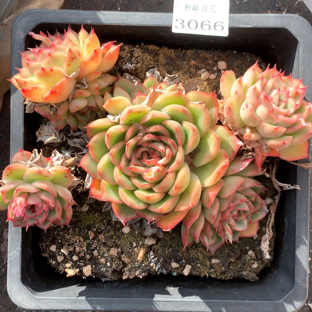 A*i3066杂交多肉植物