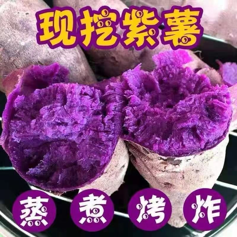 新鲜沙地紫薯番薯粉糯香甜板栗紫红薯现挖紫地瓜批发