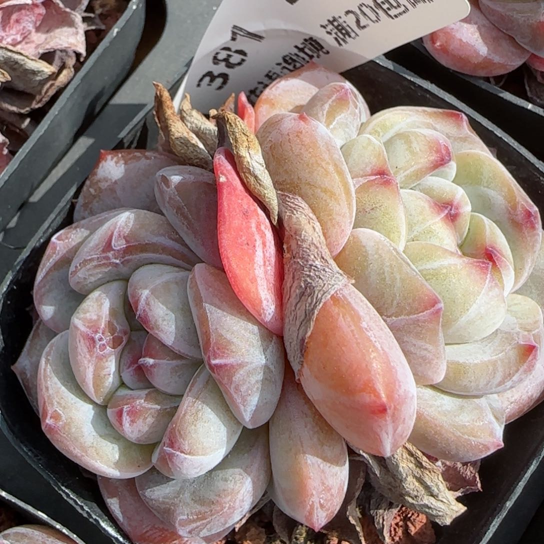 花语逸镜0212-381