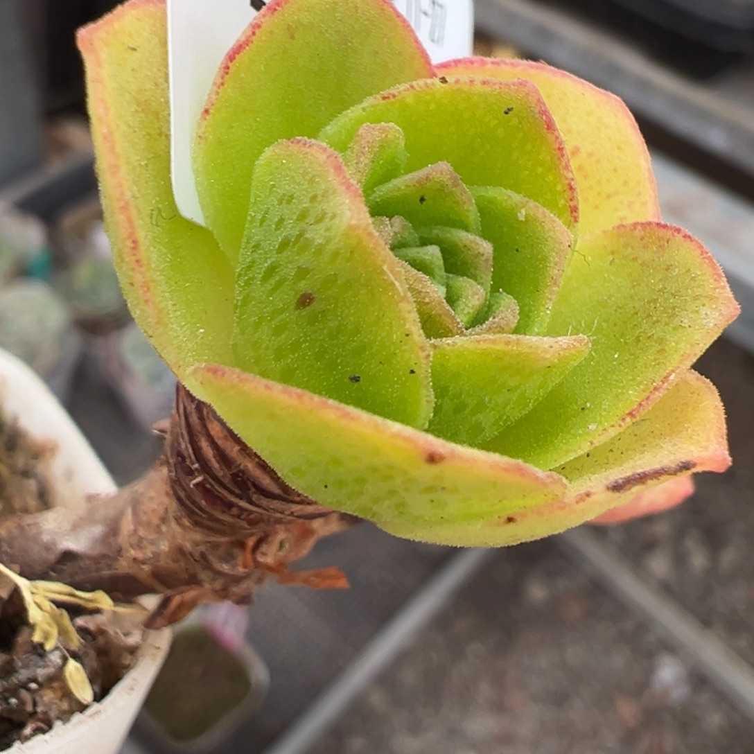 亲***、糖糖108 扶摇侧芽