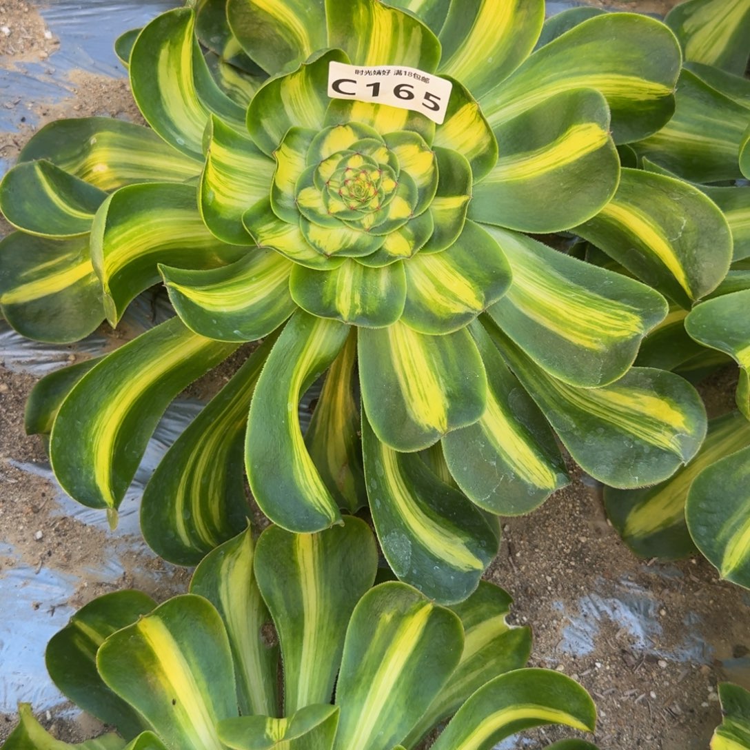 165暴君 多肉植物