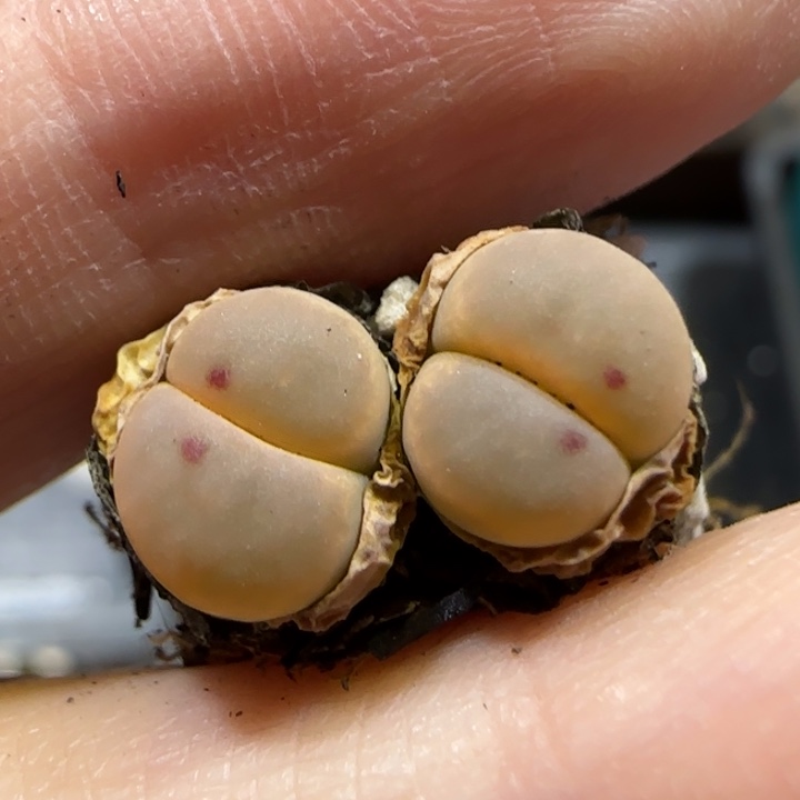 6.14。 c84。小。9025