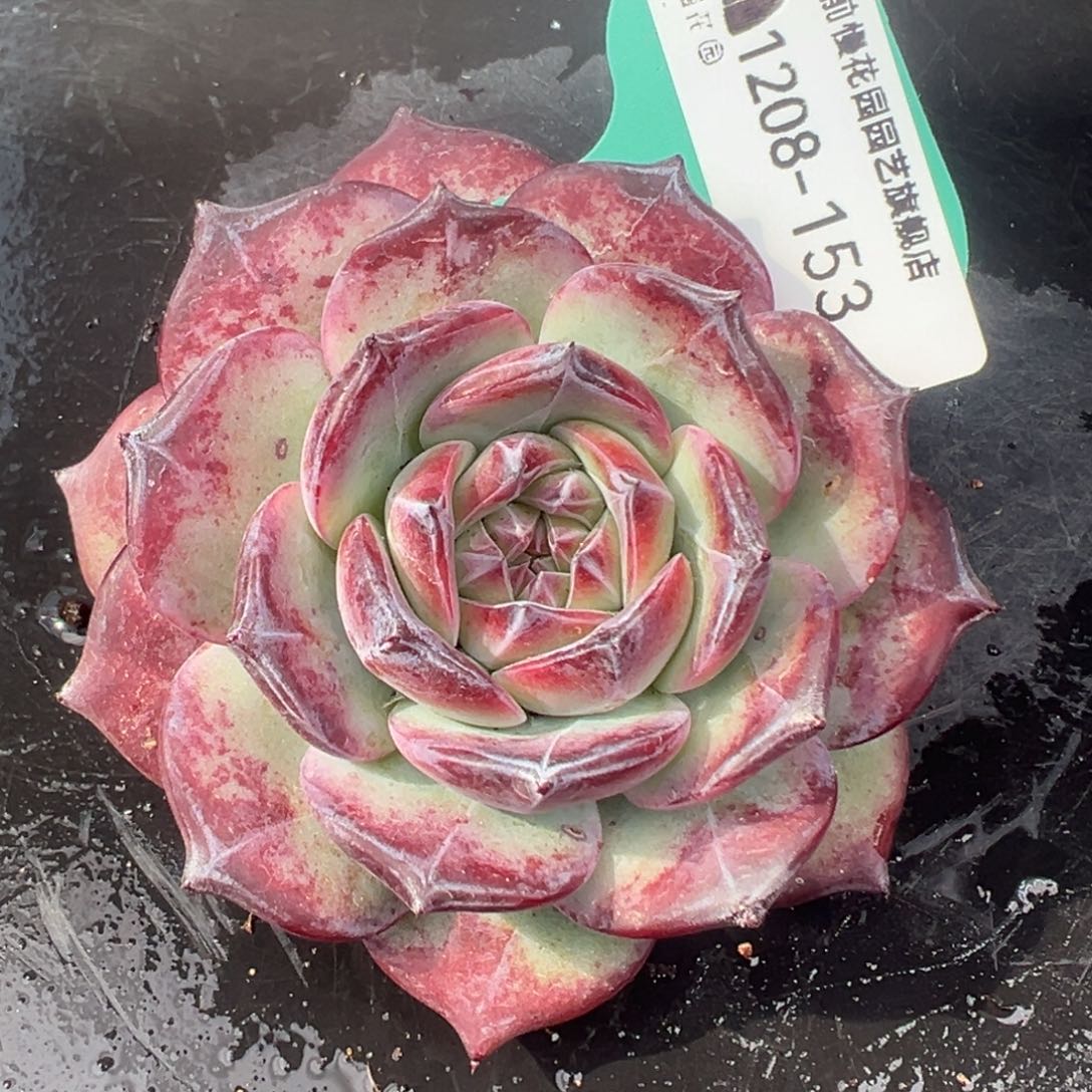 从前慢花园多肉编号1208-153