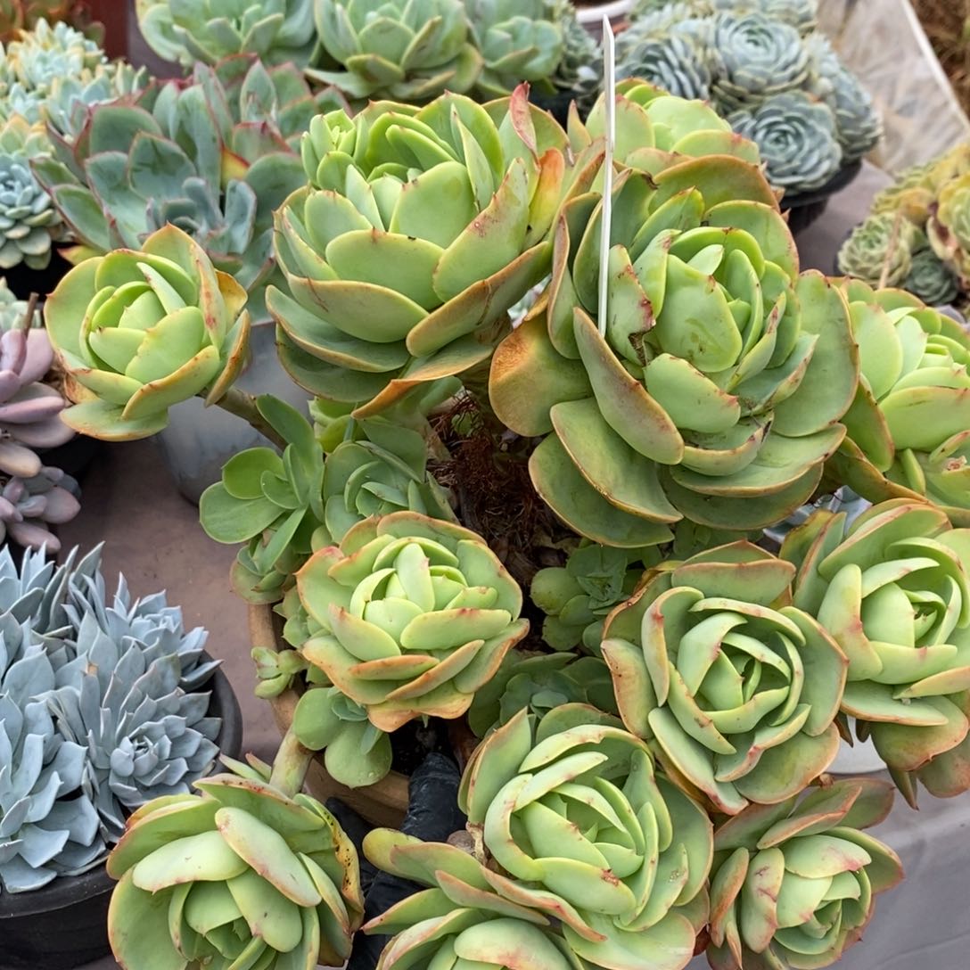 夏悦多肉0806-98碧桃