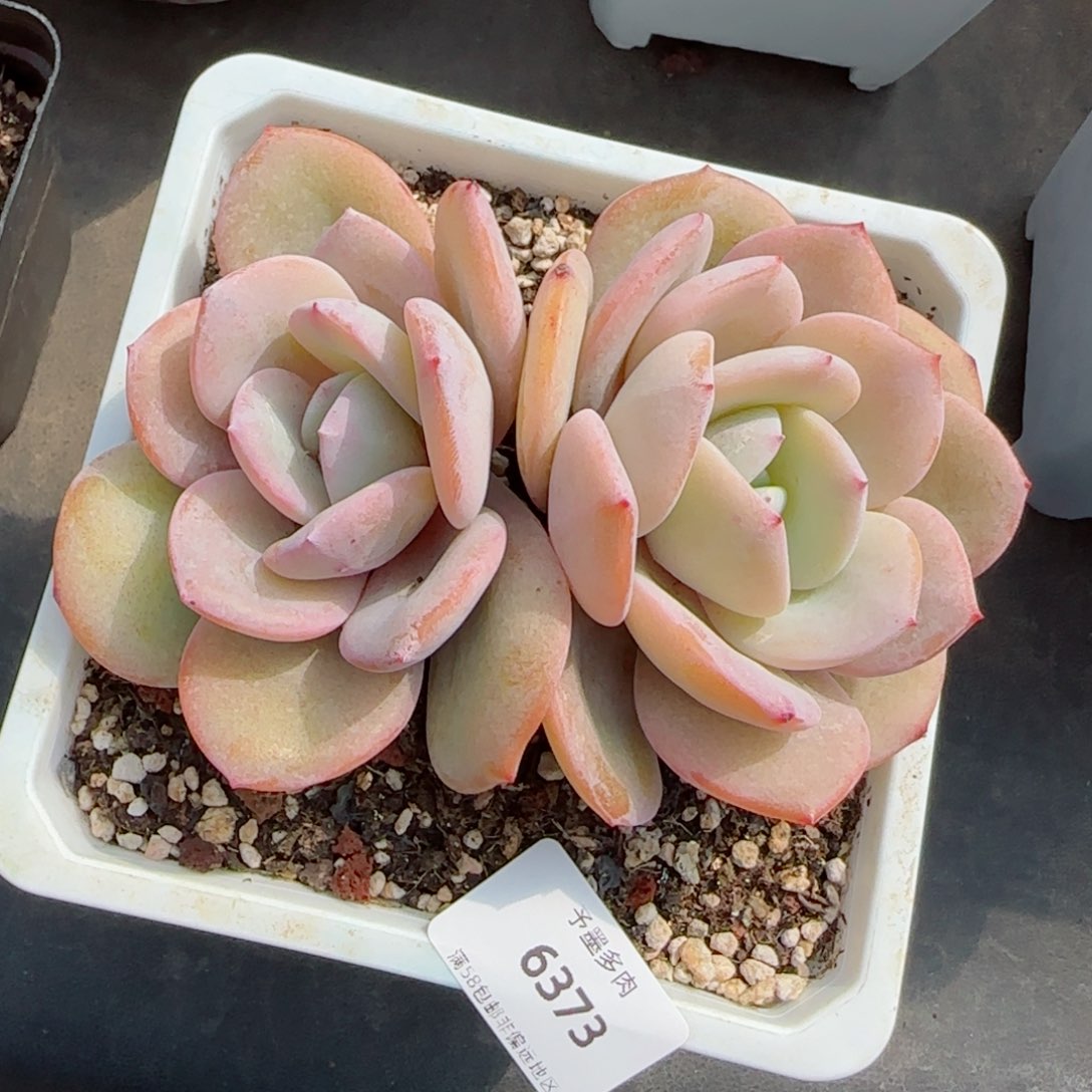 奶茶，6373多肉植物