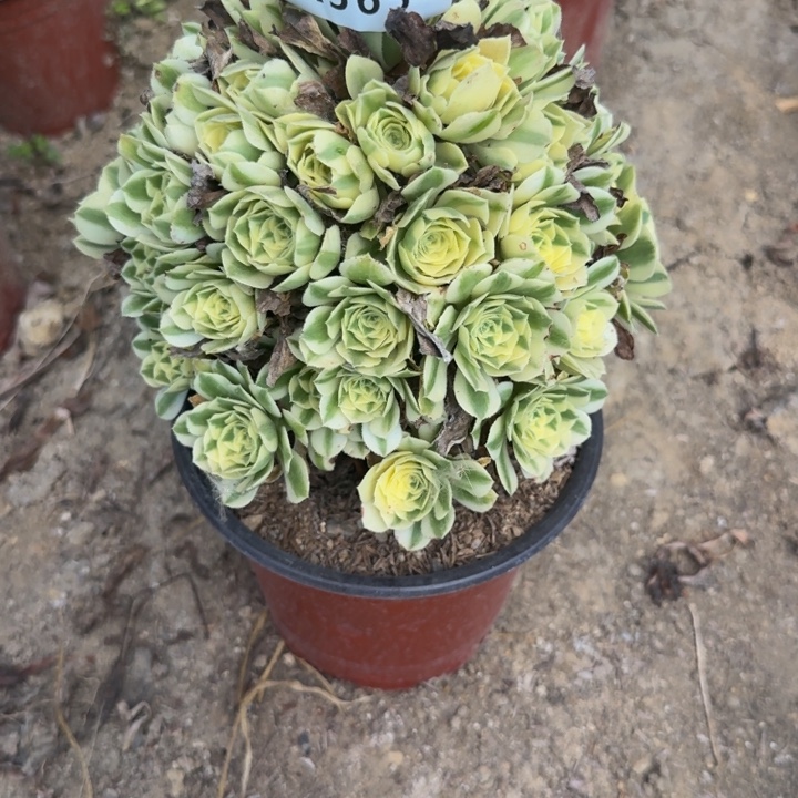 L***草565迈巴赫 多肉植物