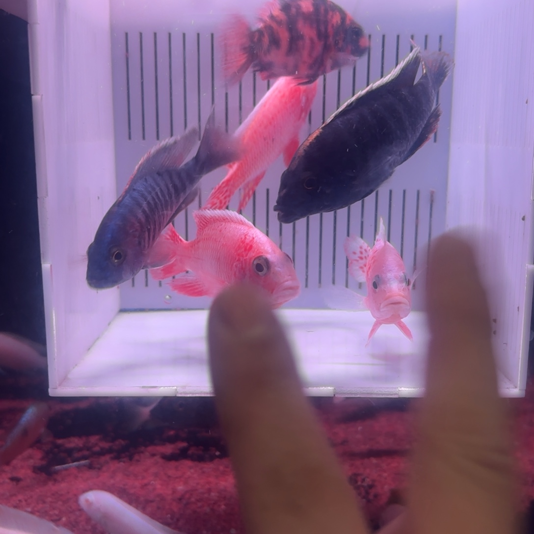 慈鲷鱼直播福利6条其中备损1条