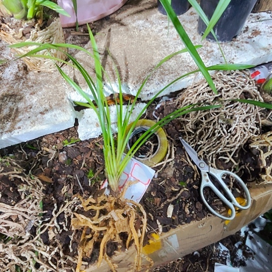 无花朵独占春红舌