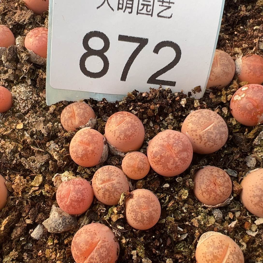 0000872量拍粉彩妍玉3颗