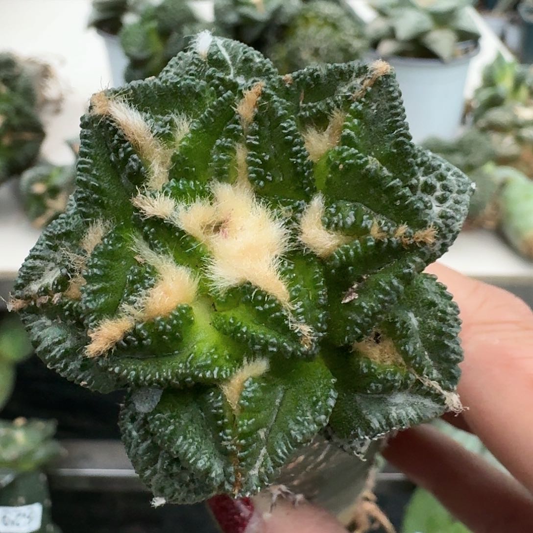 【闪购商品】无花朵星**海辛顿872