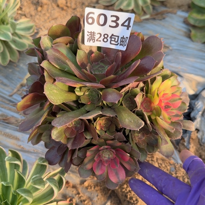 6034二号棚七彩多肉植物A