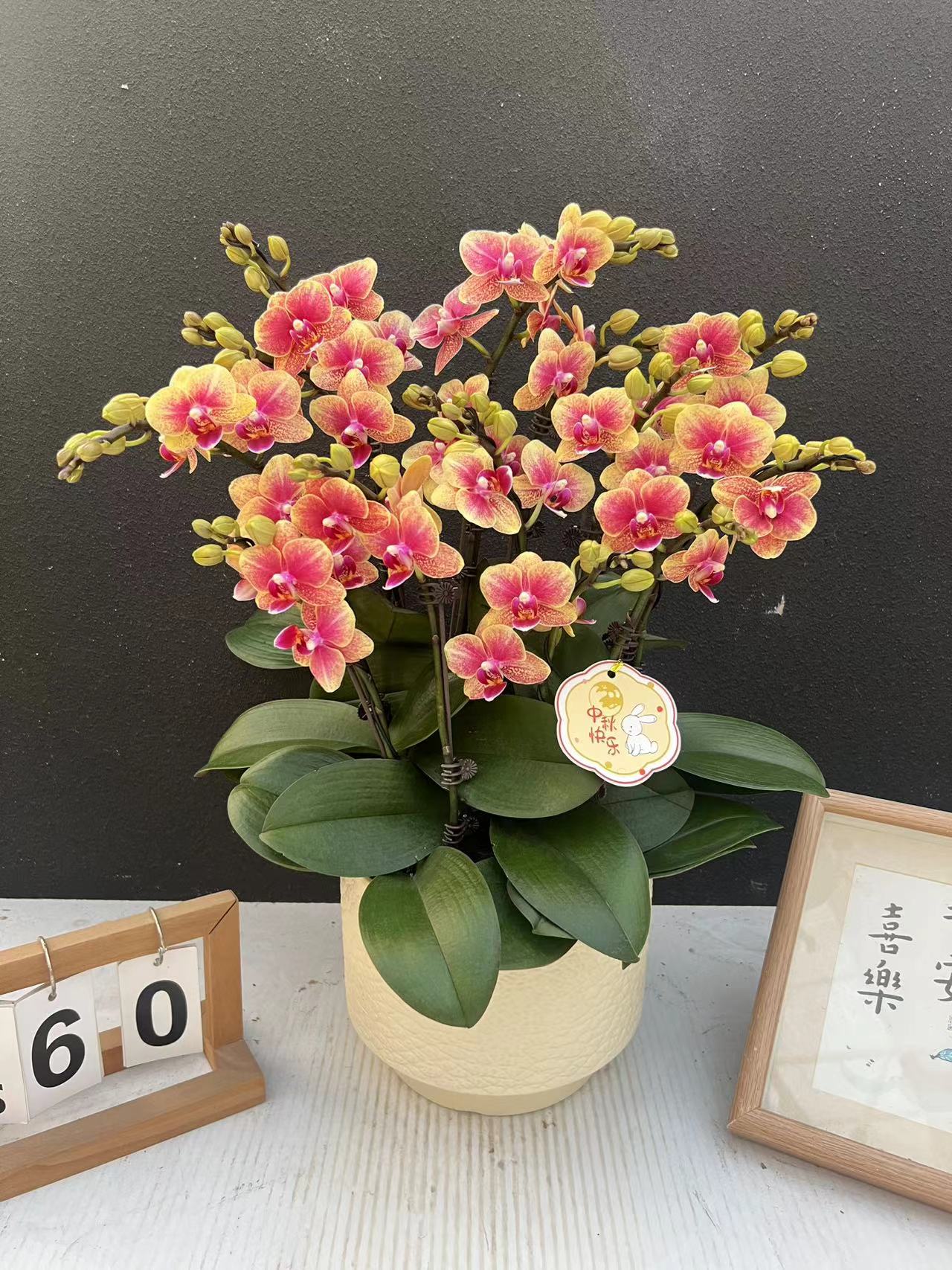 简香《金蝶》鲜花高端蝴蝶兰艺术组盆鲜花摆设高端花卉