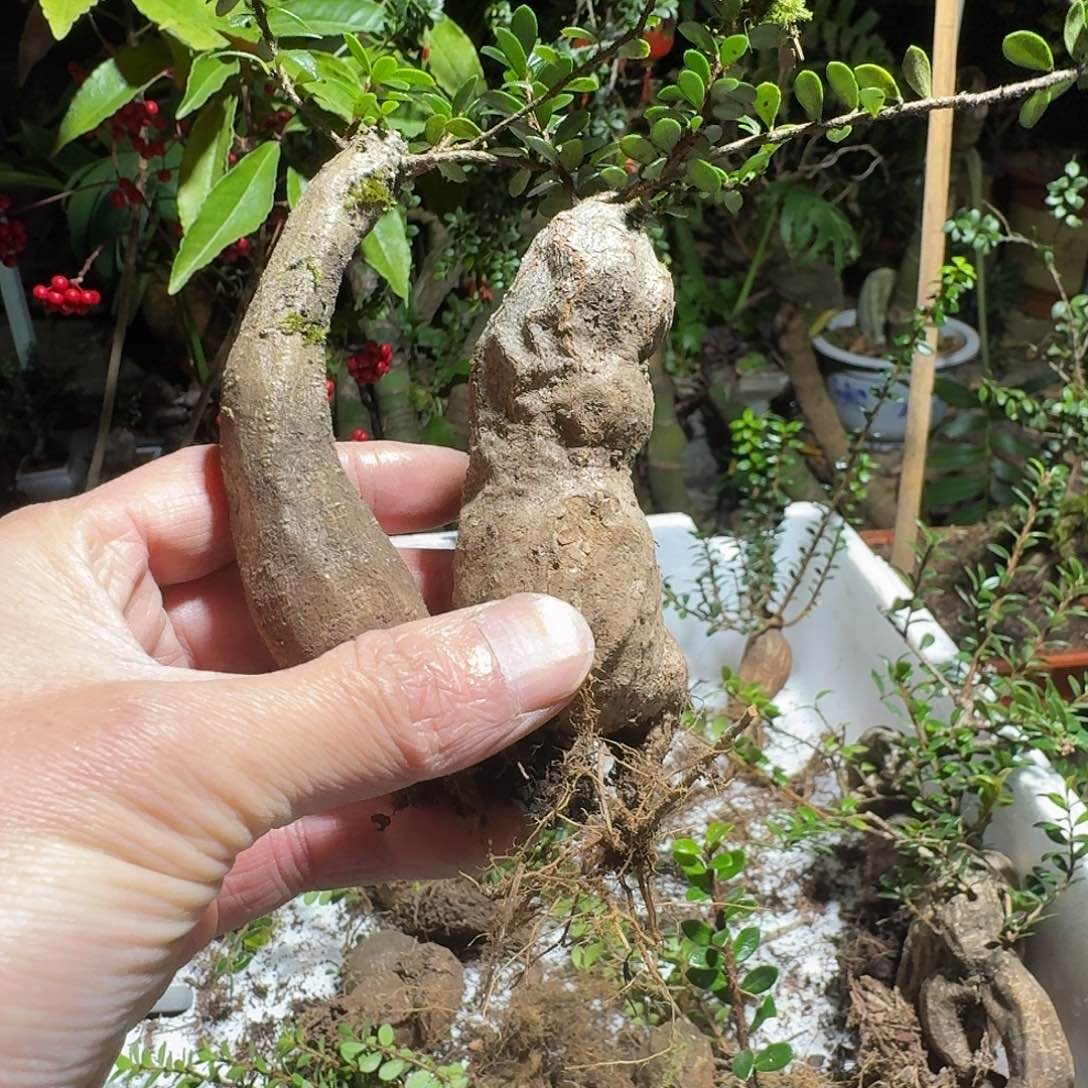 当前无花栽培后可以开花理*