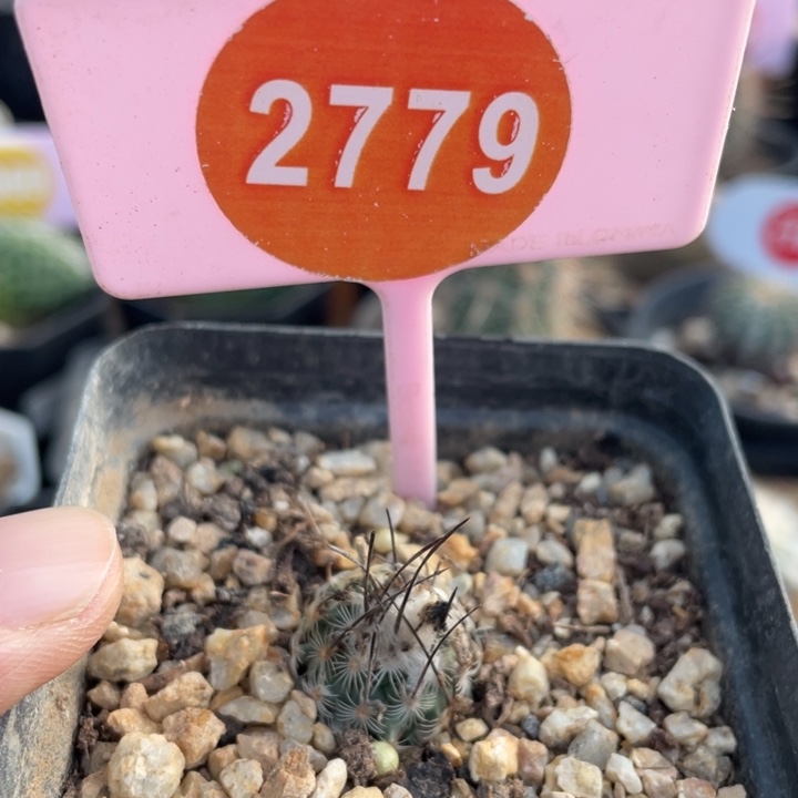 实生迪克森2779000000