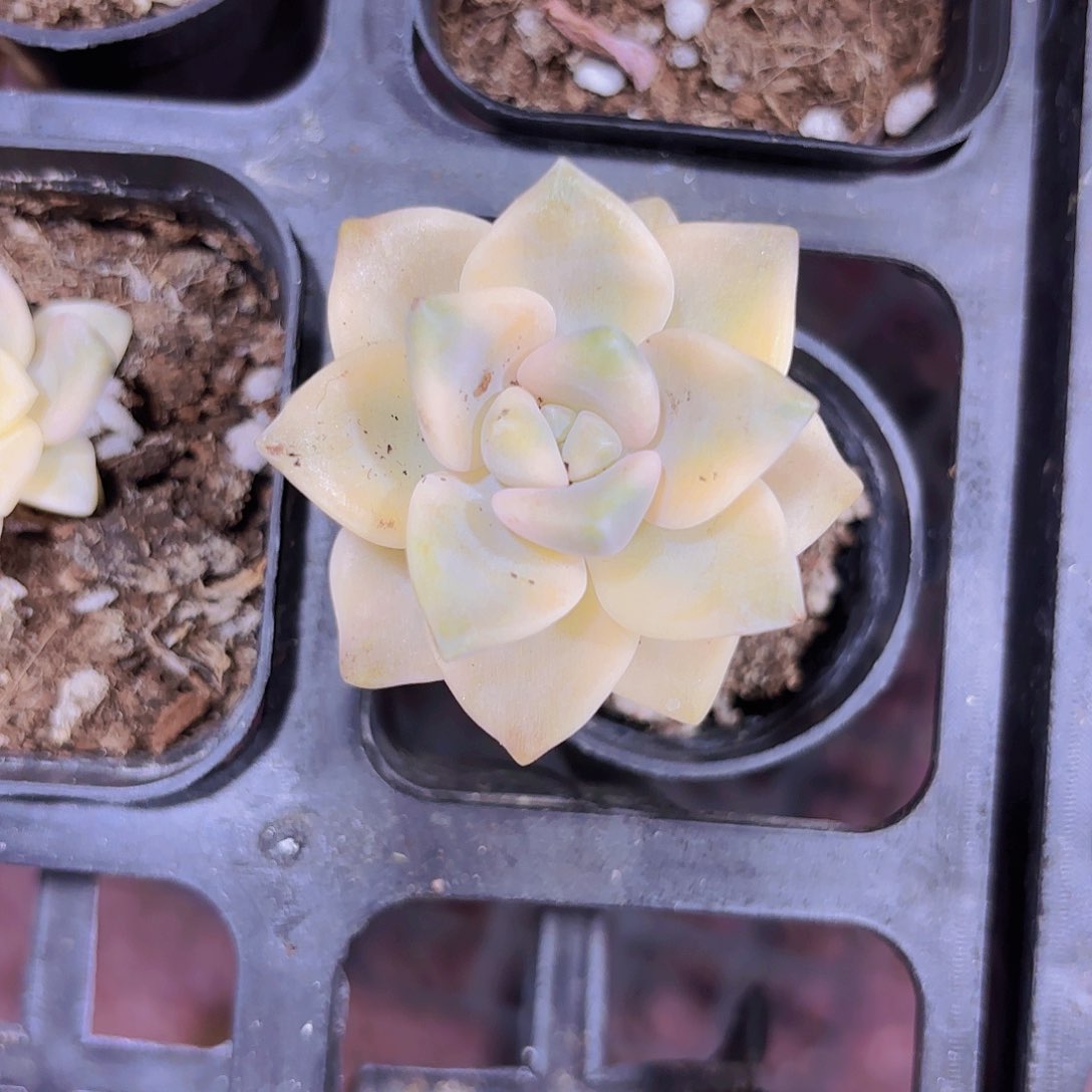 精品美杏锦多肉植物