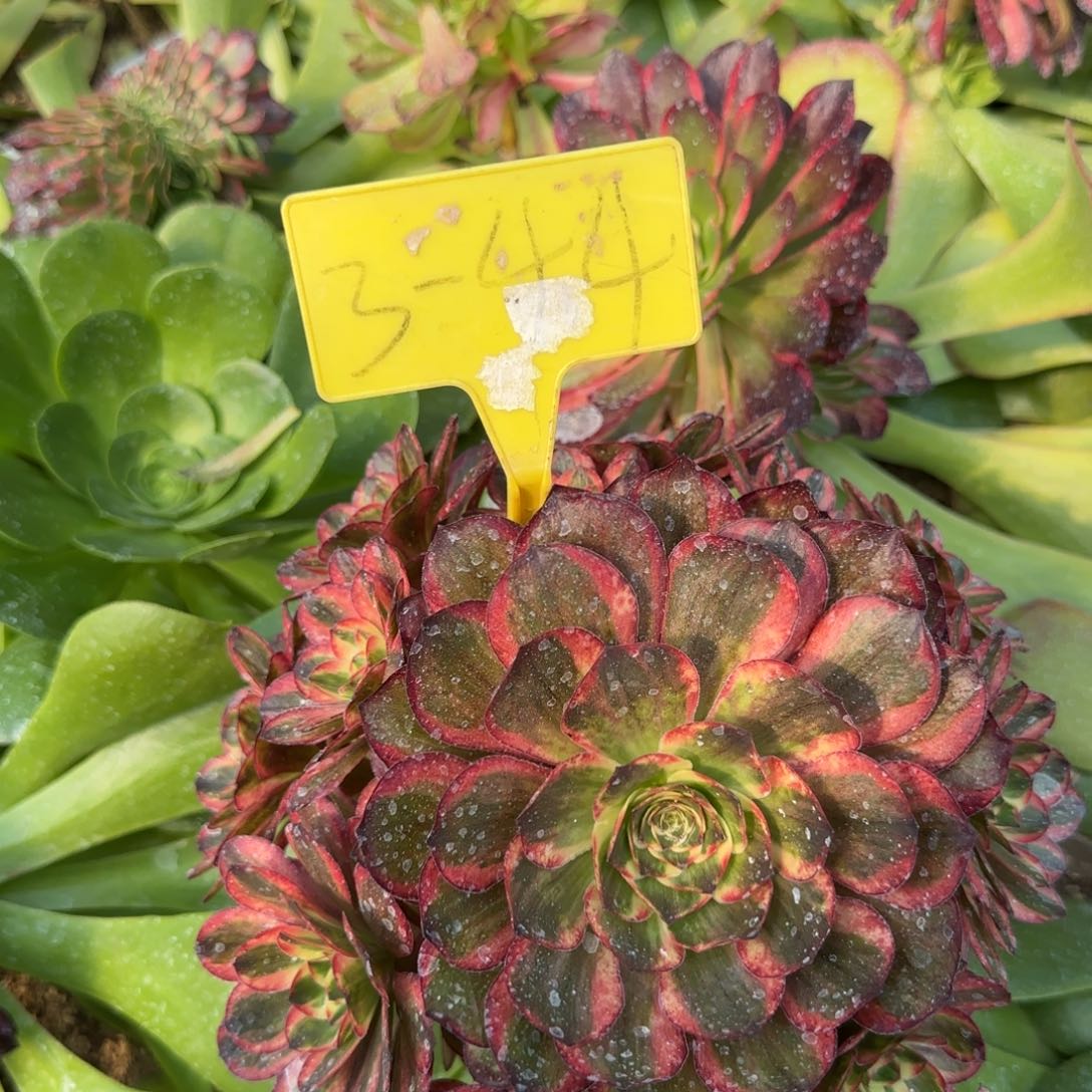 3-44+++多头多肉植物