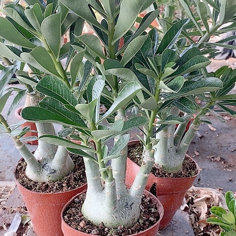 【闪购商品】无花朵城**人