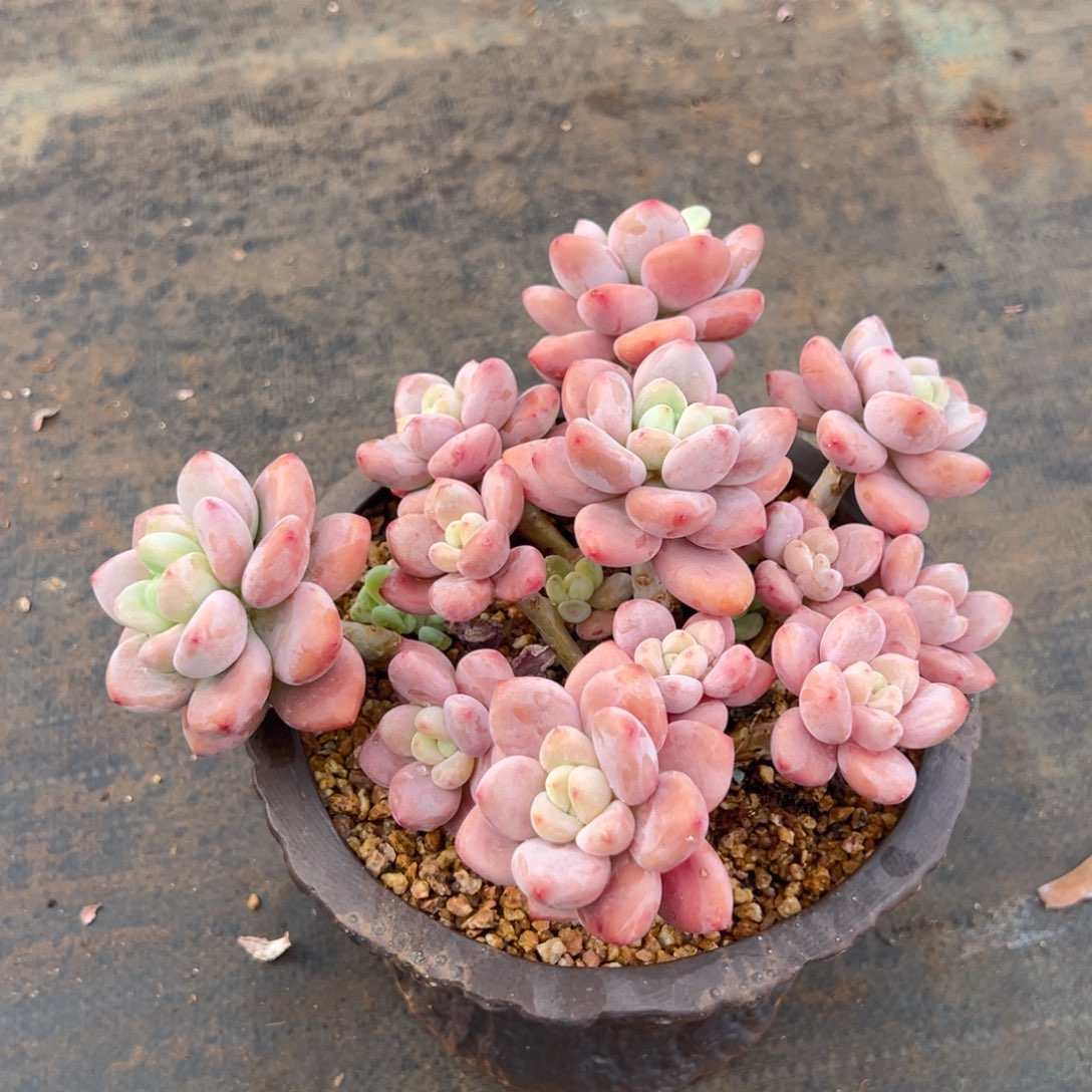 芳**驻芳华永驻姐 发货