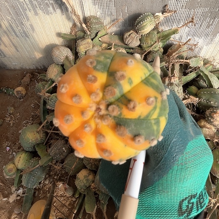 完全开放羊*兜兜兜1