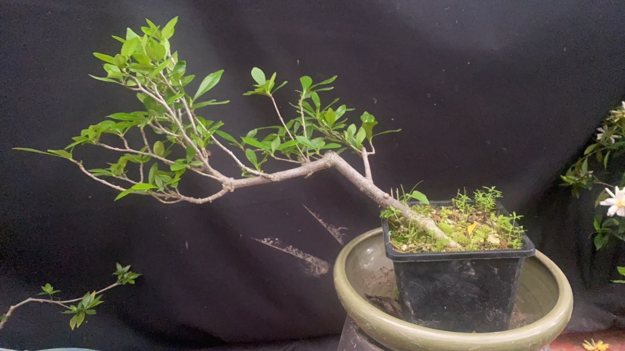 海岛春花。栀子花