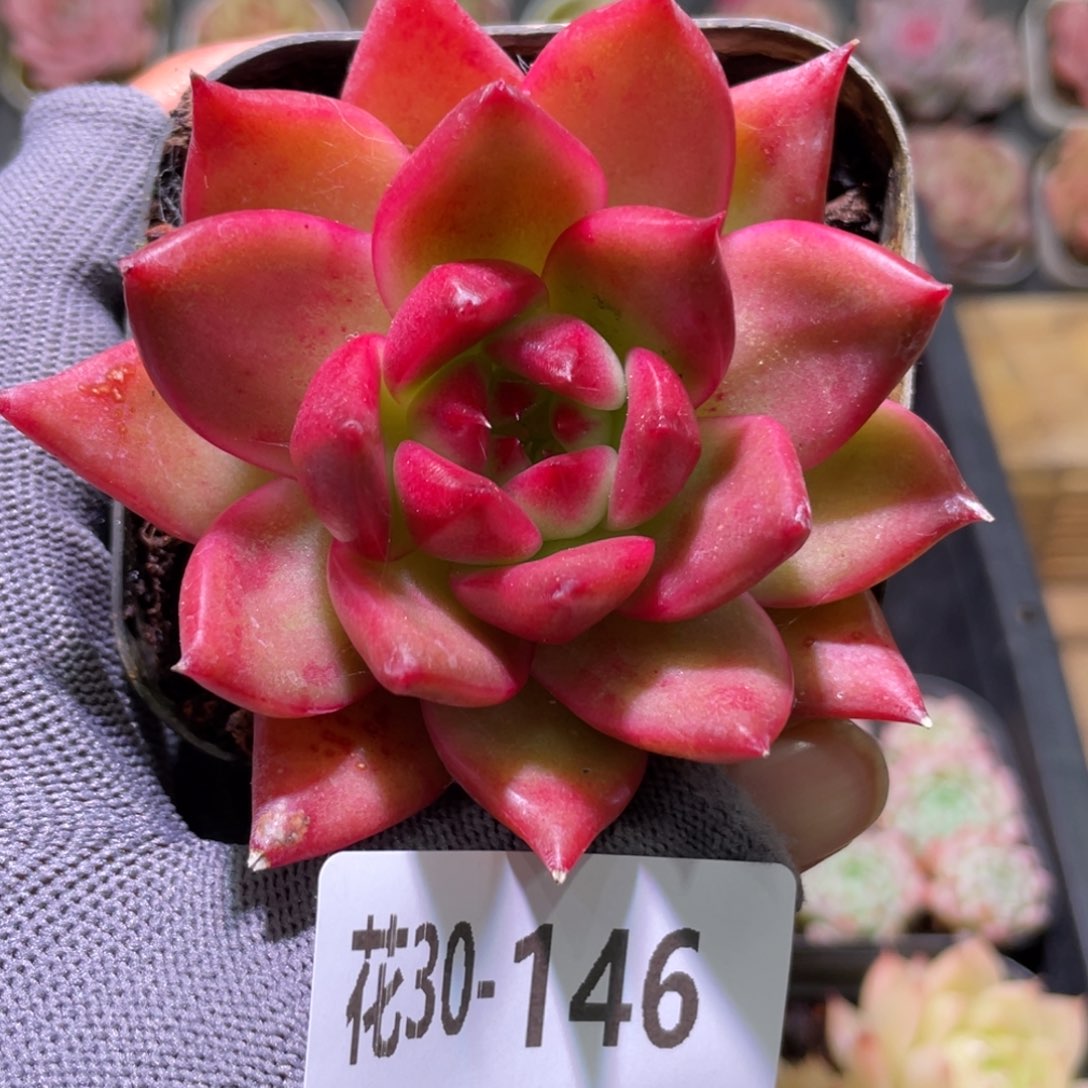 花利美30-146阿姆斯壮