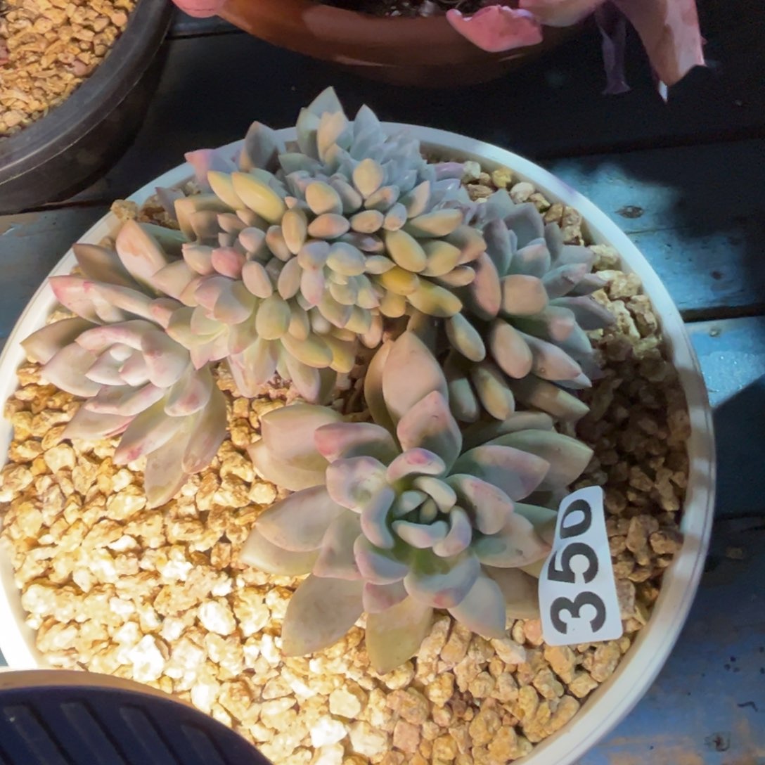 350奥普缀多肉植物