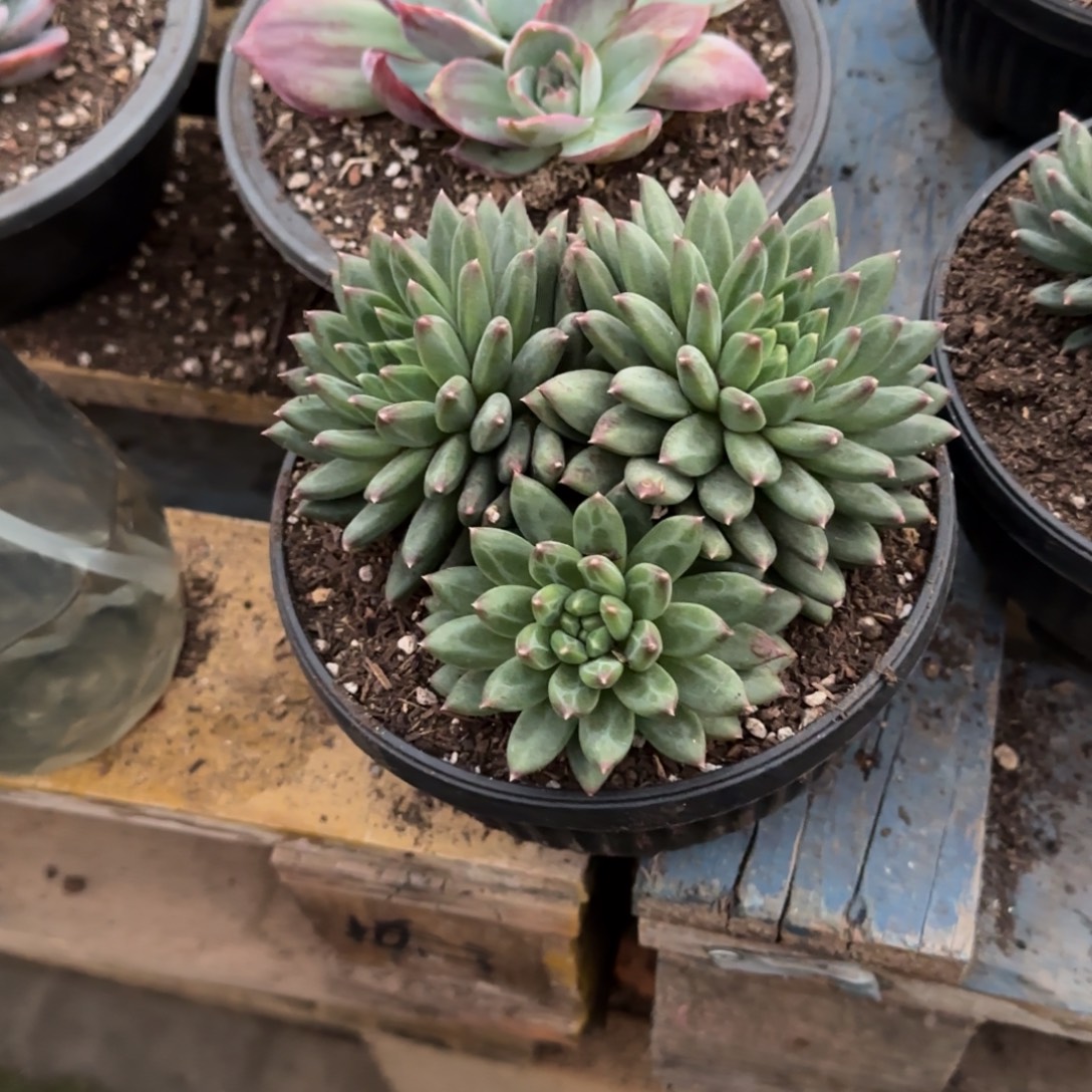么****青花瓷多肉植物提取